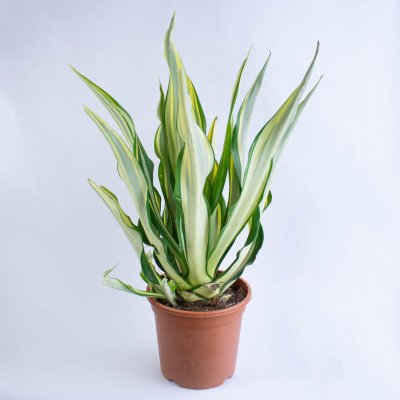 Rozvoz květin: Agave variegata - Benešov – Hledejceny.cz