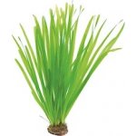 Vallisneria spiralis - Zákruticha šroubovitá – Hledejceny.cz