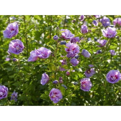 Ibišek syrský 'Lavender Chiffon' ® – Sleviste.cz