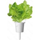 Click and Grow Click and Grow zelený salát kapsle se semínky a substrátem 3ks