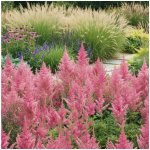 Čechrava 'Astilbe Hyazinth' 1 ks – Sleviste.cz