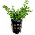 Limnophila sp. Mini Vietnam – Hledejceny.cz