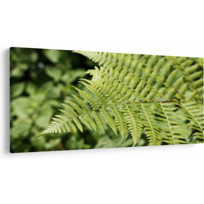 Obraz - Kapradinový list, jednodílný 250x125 cm – Hledejceny.cz