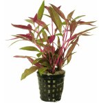 Alternanthera reineckii Rot – Hledejceny.cz