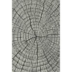 Karat Kolibri 11261-190 – Sleviste.cz