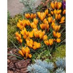Krokus 'Korolkowii' 10 ks – Zboží Dáma