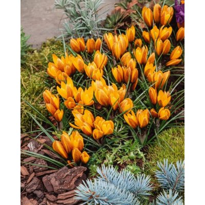 Krokus 'Korolkowii' 10 ks – Zboží Dáma