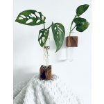 BotaneryLab DUO SYSTEM Sada na zakořenění z dubového dřeva - 2 ks WoodenBotanery – Hledejceny.cz