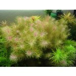 Rotala sp. Vietnam – Zboží Dáma