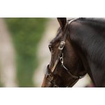 AMIGO Kožená ohlávka hnědá – Zboží Mobilmania