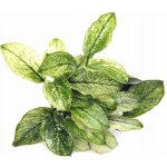 Anubias Nana Pinto – Zboží Dáma
