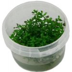 Rotala sp. Ceylon – Zboží Dáma