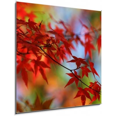 Obraz 1D - 50 x 50 cm - japanese red maple in autumn japonský červený javor na podzim