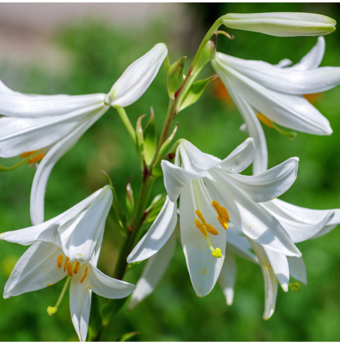 Lilie bělostná - Lilium candidum - prodej cibulovin - 1 ks