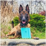 DOGPOINT Charitativní diář 2025 We love dogs – Sleviste.cz