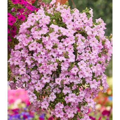 Petúnie Diamond Pearly Shades F1 - Petunia hybrida - semena petúnie - 12 ks