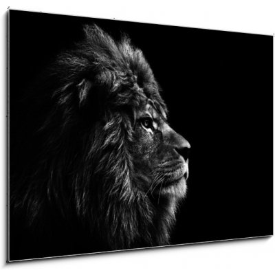 Skleněný obraz 1D - 100 x 70 cm - Stunning facial portrait of male lion on black background in bla Ohromující obličej portrét lva na černém pozadí v bla – Hledejceny.cz