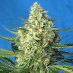 Sweet Seeds Jack 47 XL AUTO semena neobsahují THC 25 ks – Zboží Dáma