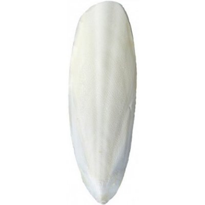 Ω Juko Sépiová kost 15 cm +-3 cm – Hledejceny.cz