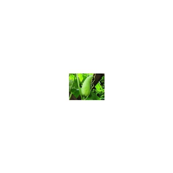 Osivo a semínko Ačokča (Cyclanthera pedata) semena ačokči - 5 ks