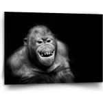 Sablio Obraz Orangutan - 120x80 cm – Hledejceny.cz