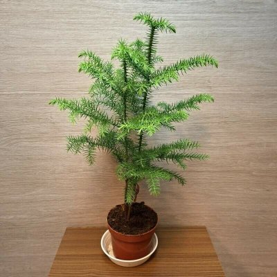 Araucaria Heterophylla – Zboží Dáma