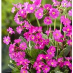 Primula rosea – košík 9x9 cm – Zbozi.Blesk.cz
