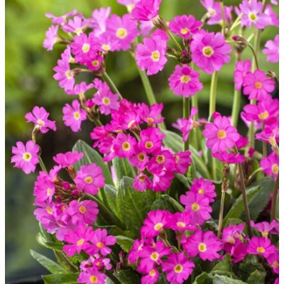 Primula rosea – košík 9x9 cm – Zbozi.Blesk.cz