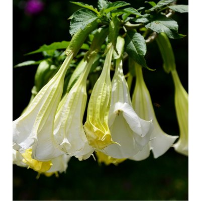Brugmansie bílá - Andělská trubka bílá - Brugmansia arborea - semena - 10 ks