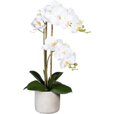 Orchidej Můrovec bílý, 2 stonky v květináči, 60cm