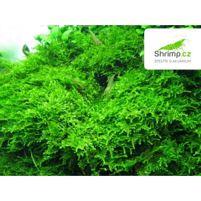 Christmas moss - Vesicularia montagnei 100 ml – Hledejceny.cz