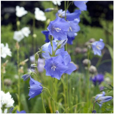 Zvonek broskvolistý modrý - Campanula persicifolia - semena zvonku - 300 ks – Zboží Mobilmania