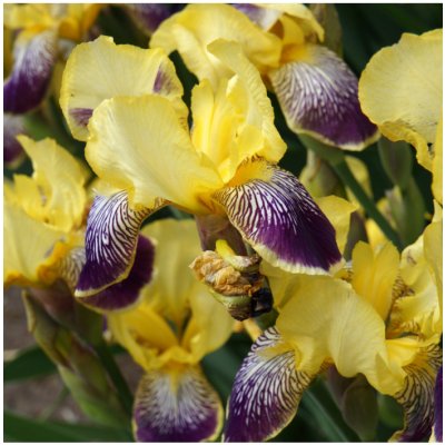 Kosatec Nibelungen - Iris germanica - cibuloviny - 1 ks