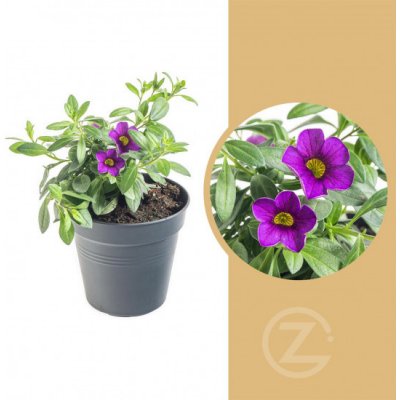Minipetúnie, Million Bells, fialová, průměr květináče 10 - 12 cm – Zboží Dáma
