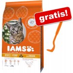 Iams Kitten & Junior All Breeds Chicken 2,6 kg – Hledejceny.cz