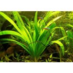 Sagittaria platiphylla – Sleviste.cz