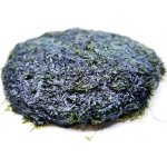 Fissidens fontanus - Phoenix moss – Zboží Dáma