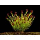 Rotala wallichii - Kolovka Wallichova