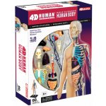4D Master 1/2 těla 33 cm Anatomie člověka – Zboží Dáma