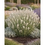 Levandule lékařská 'Alba' v květináči – Zboží Dáma