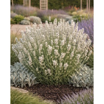 Levandule lékařská 'Alba' v květináči – Zboží Dáma