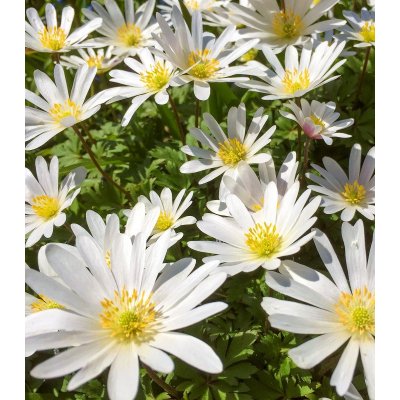 Sasanka vábná White Splendour - Anemone blanda - cibuloviny - 3 ks