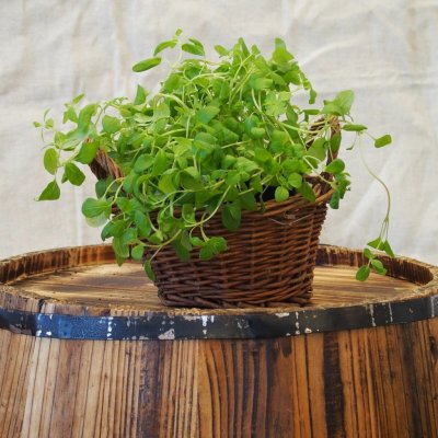 Majoránka zahradní - Majorana hortensis - semena majoránky - 500 ks – Sleviste.cz