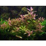 Hygrophila polysperma Rosanervig – Sleviste.cz
