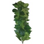 Komodo popínavá Ficus 60 cm – Zboží Dáma