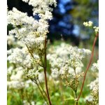 Tužebník jilmový - Filipendula ulmaria - semena - 8 ks – Sleviste.cz