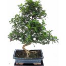 bonsai - ambroň(Liquidambar formosana) 788-M