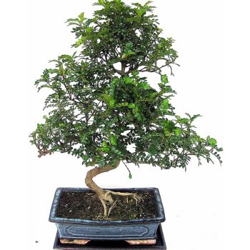 bonsai - ambroň(Liquidambar formosana) 788-M