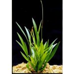 Echinodorus latifolius - Šípatkovec širokolistý – Zboží Dáma