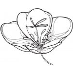 Alteya Pupalkový olej 100% Bio 50 ml – Sleviste.cz